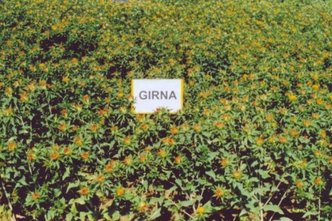 Safflower variety Girna