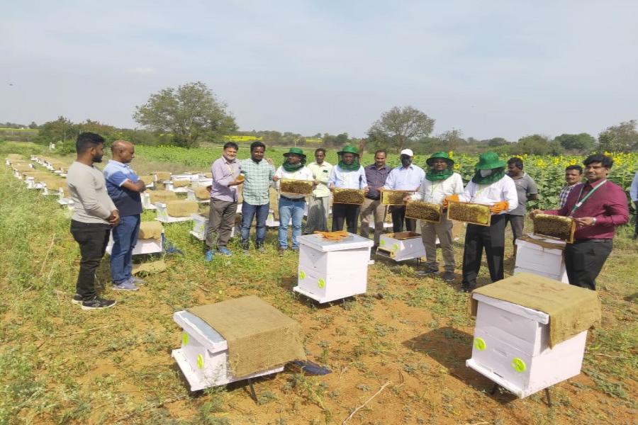 Sunflower Field Day & Demonstration of Bee Keeping