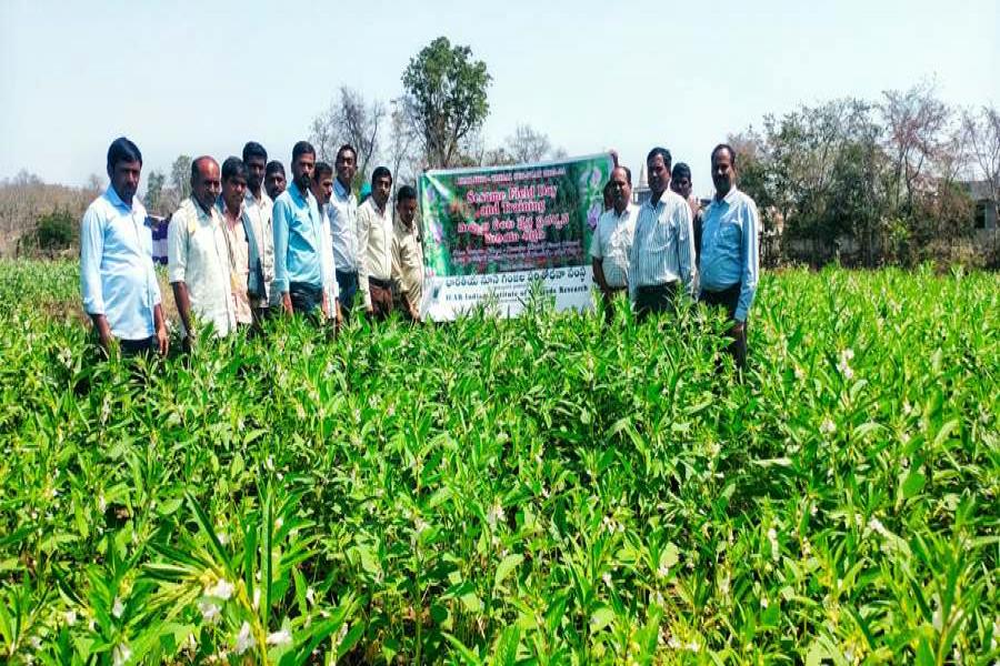 Sesame Field Day and Agri-Drone demonstrations in Bavapur Village on 22.03.2024