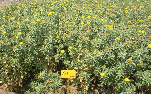 a-1 Safflower variety