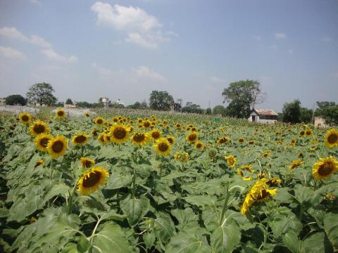 Sunflower variety Bhanu