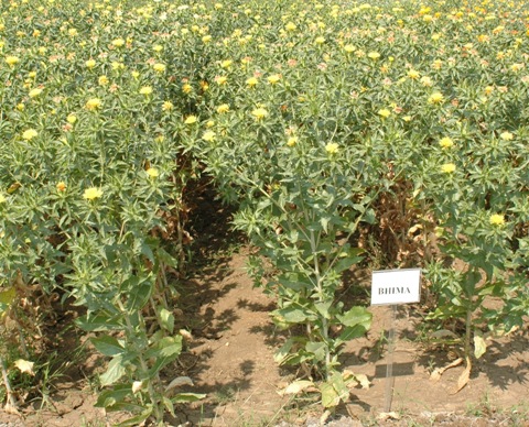 Safflower variety Bhima