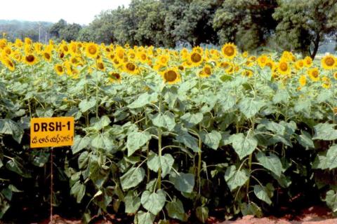 Sunflower Hybrid DRSH-1