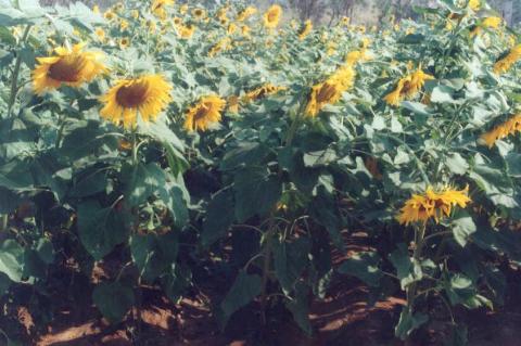 Sunflower variety GAUSUF-15