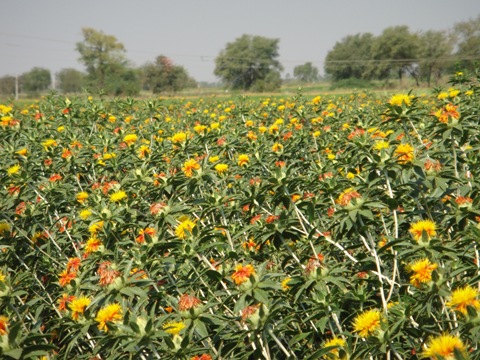 Safflower variety ISF-1