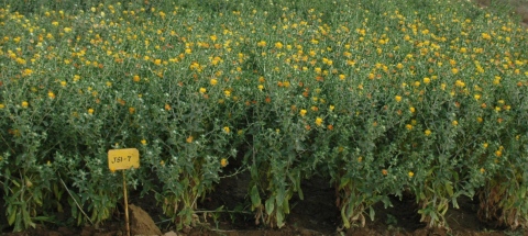 Safflower variety JSI-7