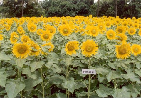 Sunflower Hybrid KBSH-42