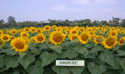 Sunflower Hybrid KBSH-53