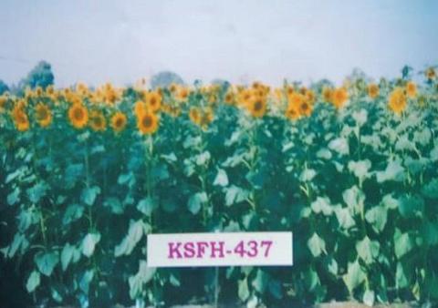 Sunflower Hybrid KSFH-437