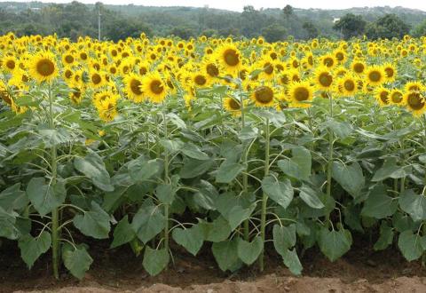 Sunflower variety LS-11