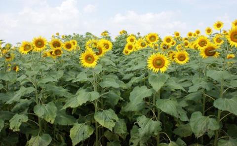 Sunflower variety LSF-8