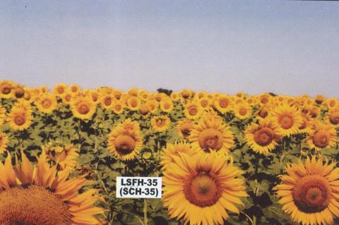 Sunflower Hybrid LSFH-35