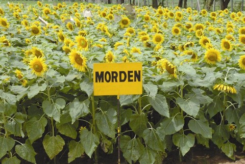 Sunflower variety Morden