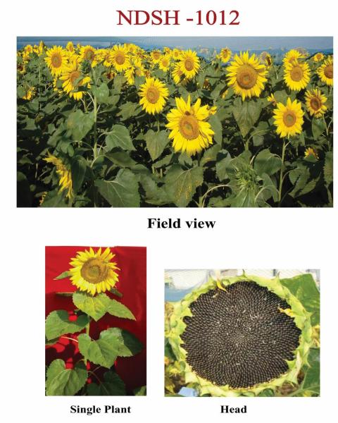 Sunflower Hybrid NDSH-1012
