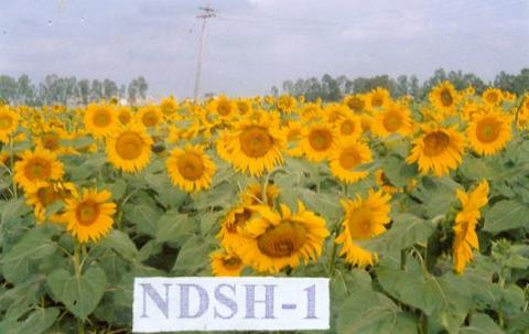 Sunflower Hybrid NDSH-1
