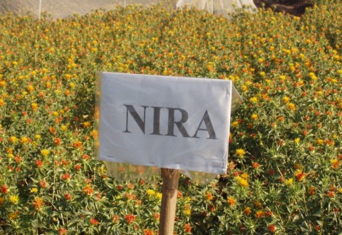 Safflower variety Nira