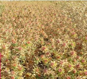 Safflower variety PKV Pink