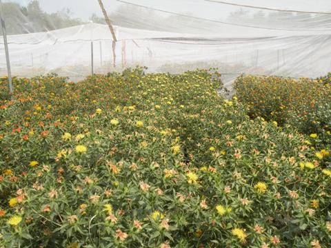 Safflower variety S-144