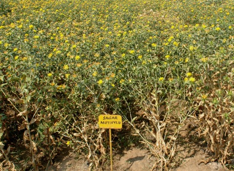 Safflower variety Sagarmuthyalu