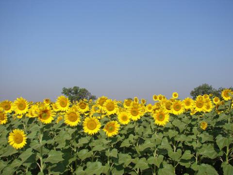 Sunflower variety SS-0808