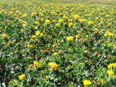 Safflower variety SSF-12-40