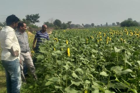 Interaction with sunflower farmers