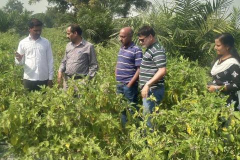 Brinjal intercrop in Oilpalm with FPO farmer