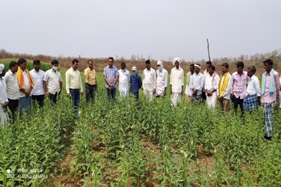 sesame seed production at Panduguda, Sirikonda mandal