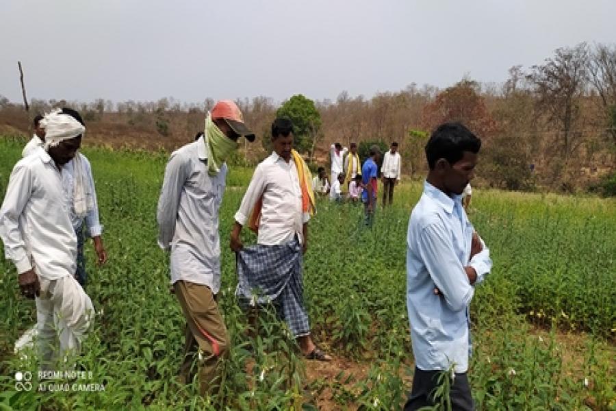 sesame seed production at Panduguda, Sirikonda mandal