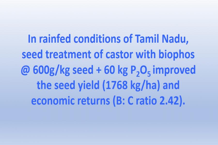 In rainfed conditions of Tamil Nadu, seed treatment of castor with biophos @ 600g/kg seed + 60 kg P2O5 improved the seed yield (1768 kg/ha) and economic returns (B: C ratio 2.42).