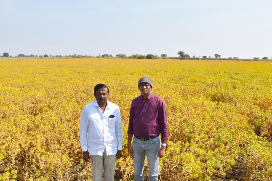 Safflower Field visit in Thirumalapur, and Regadidhoswada Villages, Shabad Mandal on 30-01-2024